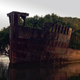Illustration for article titled This century-old abandoned ship now hosts a floating forest